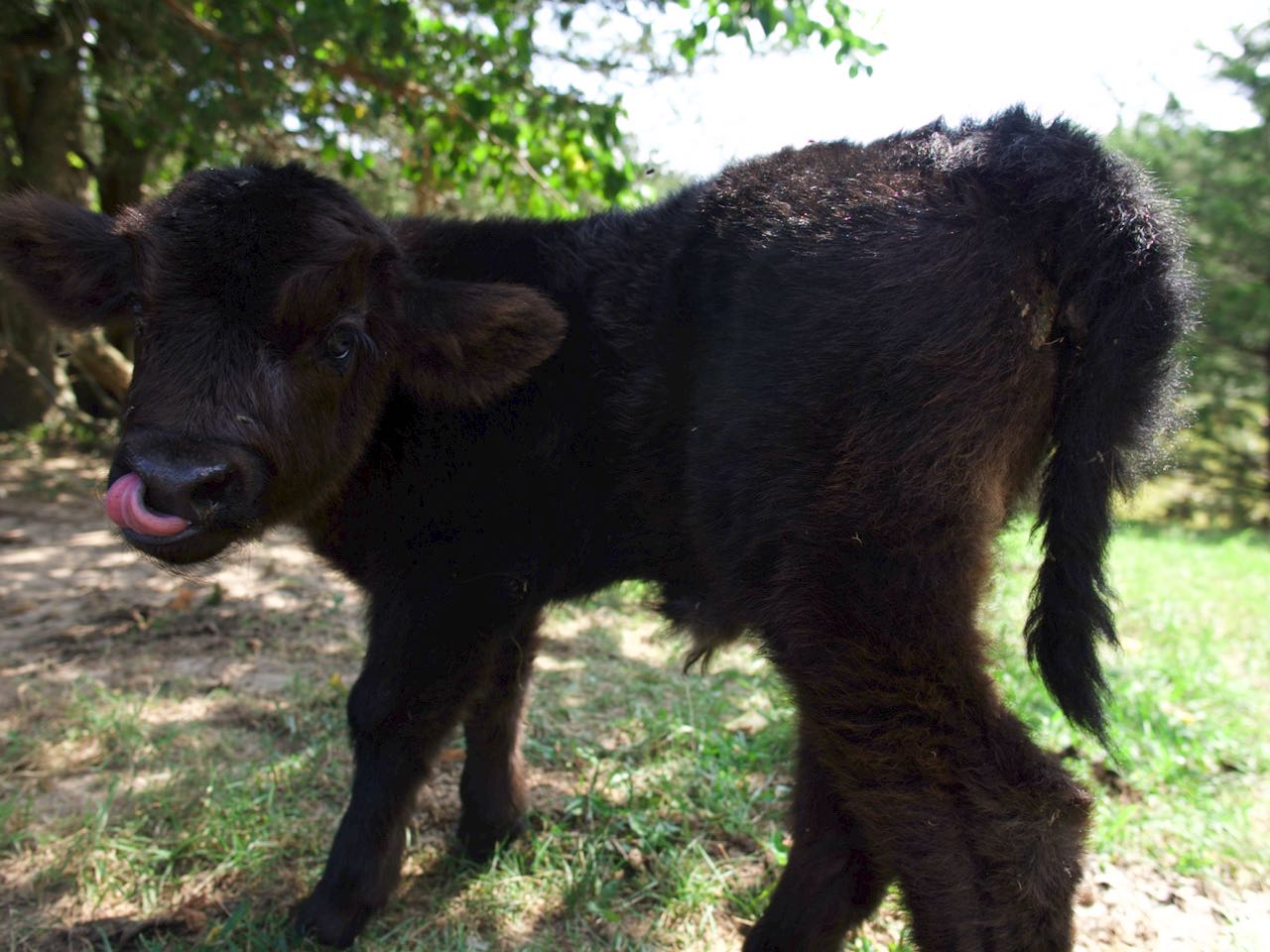 Perfect AHCA registered black Scottish bull for sale by McCallie Highland Coos.